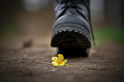 Illustration mauled - Image 1