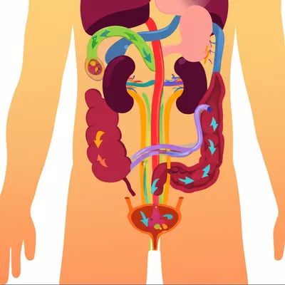 Illustration excretory