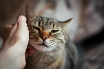 Illustration fussing - Image 1