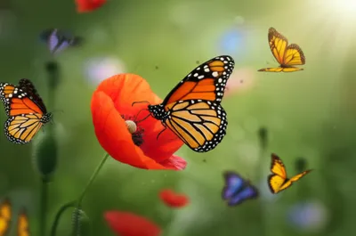 Illustration catching - Image 1