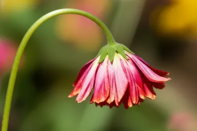 Illustration wilted - Image 1