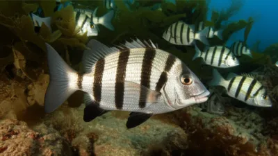 Illustration convicts - Image 1