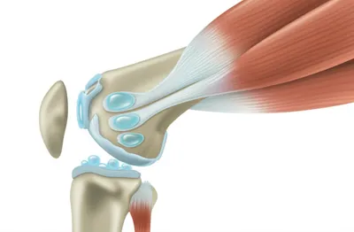 Illustration bursa - Image 1