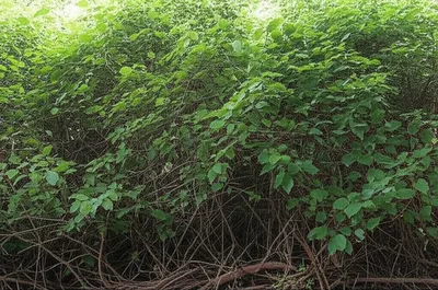 Illustration clump - Image 1