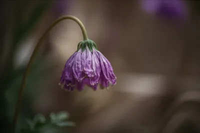 Illustration descents - Image 1