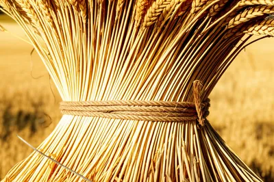 Illustration cess - Image 1