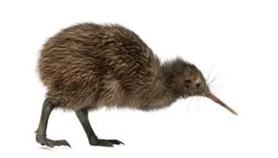 Illustration kiwi - Image 2