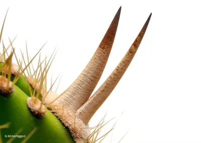 Illustration spine - Image 1