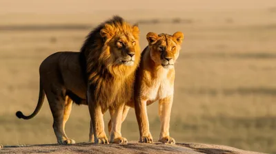 Illustration coordination - Image 1