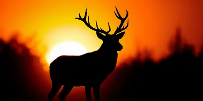 Illustration stag - Image 1