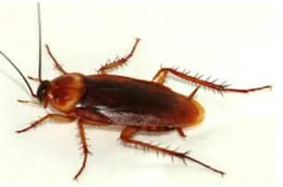 Illustration cockroach - Image 2