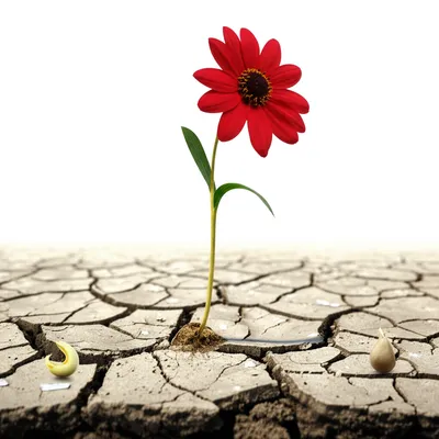 Illustration comes - Image 1