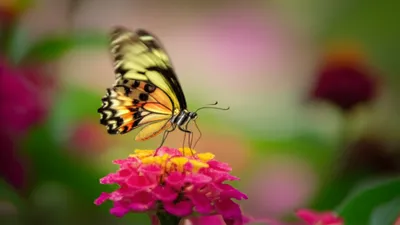 Illustration flutters - Image 1