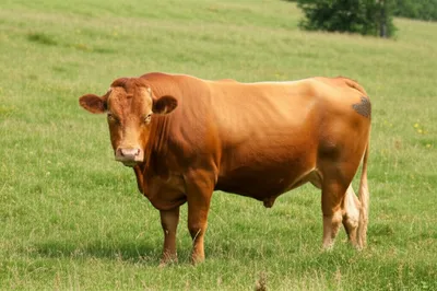 Illustration humbled - Image 1