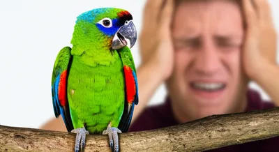 Illustration persisted - Image 1