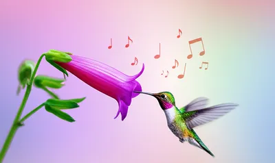 Illustration dulcet - Image 1