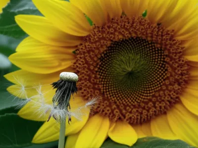 Illustration smaller - Image 1