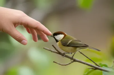 Illustration chucked - Image 1