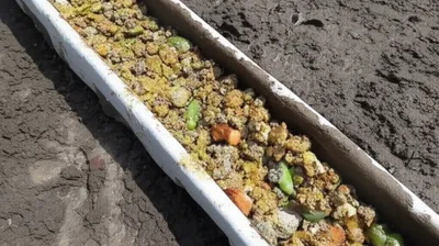 Illustration mucks - Image 1