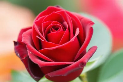 Illustration enticing - Image 1