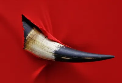 Illustration gored - Image 1