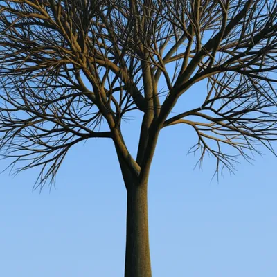 Hình ảnh minh họa ramify - Ảnh 1