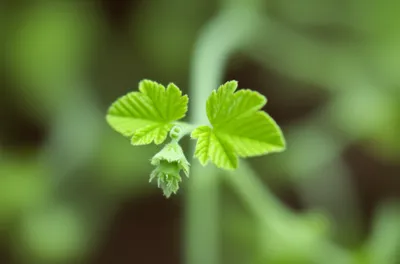 Illustration sprig - Image 1