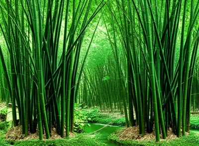 Illustration canes - Image 1