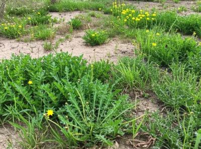 Illustration filth - Image 1