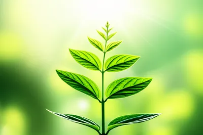 Illustration up - Image 1