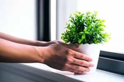 Illustration window - Image 1