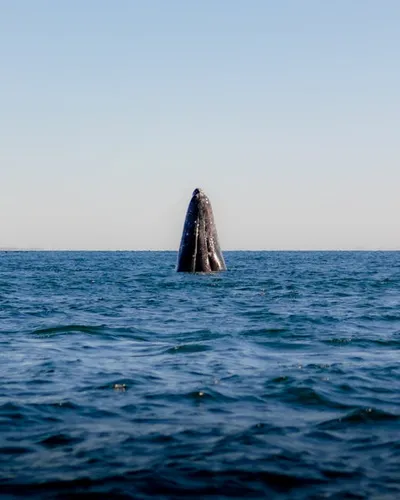 Illustration breaching - Image 2