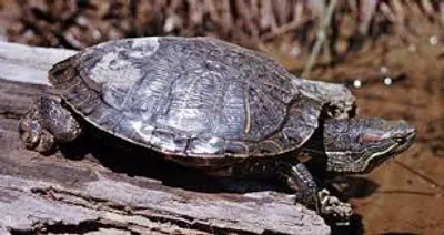 Illustration turtle - Image 2