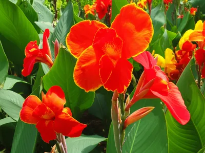 Illustration canna - Image 1