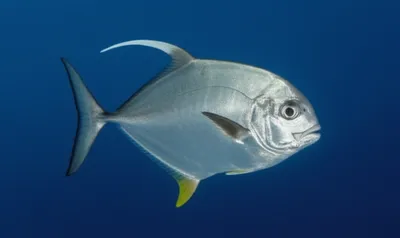 Illustration dolphin - Image 1