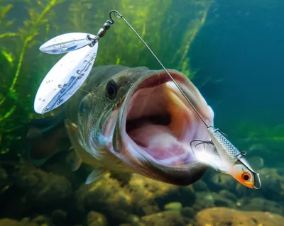 Illustration spinnerbaits