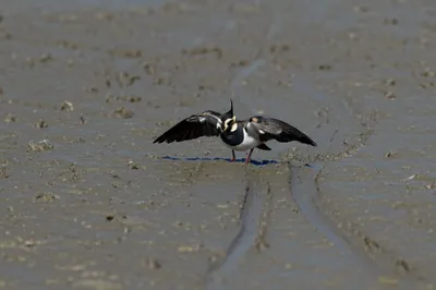 Illustration wipes - Image 1