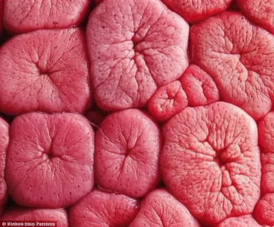 Illustration cotyledon