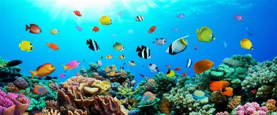 Illustration denizens - Image 1