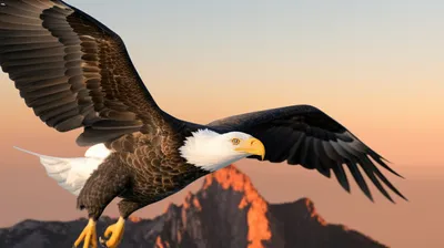 Illustration soared - Image 1