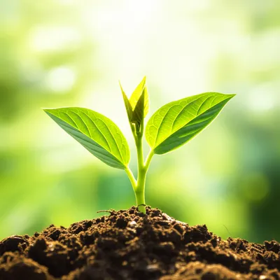 Illustration flourish - Image 1