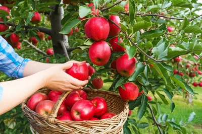 Illustration culled - Image 1