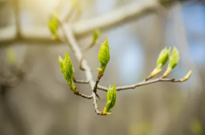 Illustration leafing - Image 1