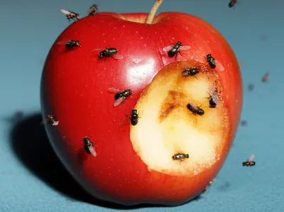 Illustration worsened