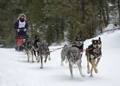 Illustration mush - Image 2