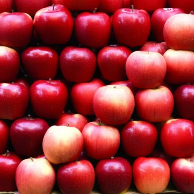 Illustration apples - Image 1