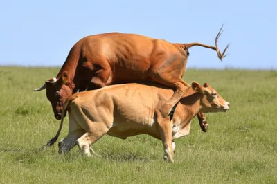 Illustration leaping - Image 1