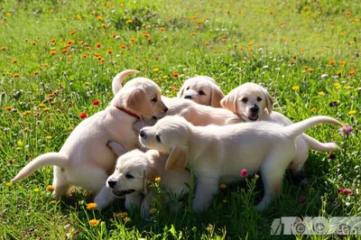 Illustration frolic - Image 1