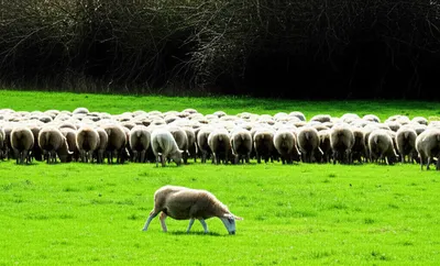 Illustration straying - Image 1