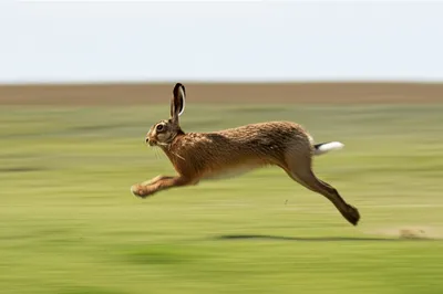 Illustration hared - Image 1